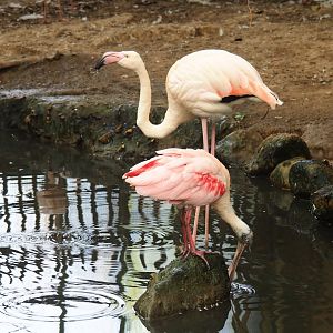 Greater flamingo (Phoenicopterus roseus) and Roseate spoonbill (Platalea ajaja), Aug 28th, 2018