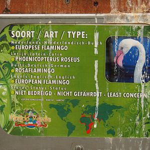 Poop-splattered sign Greater flamingo (Aug 28th, 2018)