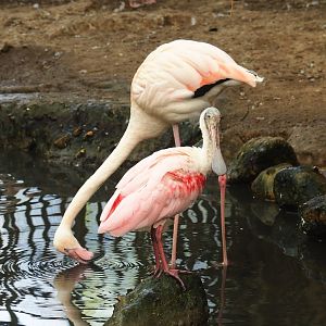 Greater flamingo (Phoenicopterus roseus) and Roseate spoonbill (Platalea ajaja), Aug 28th, 2018