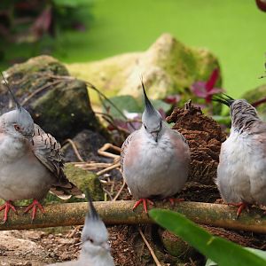Crested pigeons (Ocyphaps lophotes), Aug 28th, 2018