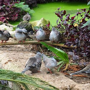 Lots of Crested pigeons (Ocyphaps lophotes), Aug 28th, 2018
