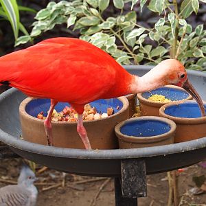 Scarlet ibis (Eudocimus ruber) on feeding stand (Aug 28th, 2018)