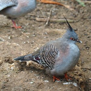 Crested pigeon (Ocyphaps lophotes), Aug 28th, 2018