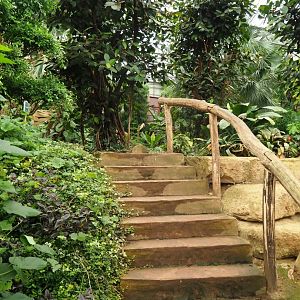 Stairway in the Tropical hall (Aug 28th, 2018)