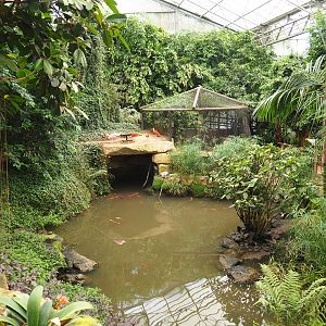Pond in the Tropical hall (Aug 28th, 2018)