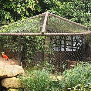 Spectacled caiman exhibit (Aug 28th, 2018)