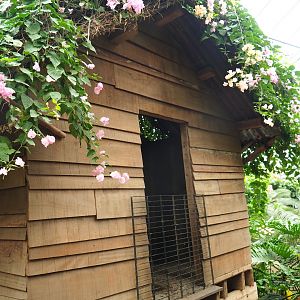 Shack in the Tropical hall (Aug 28th, 2018)