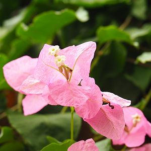 Bougainvillea Flowers and bracts (Aug 28th, 2018)