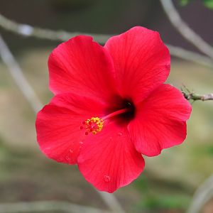 Hibiscus flower (Aug 28th, 2018)