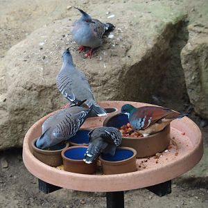 Bird feeding platform with crested pigeons (Ocyphaps lophotes) and Bartlett's bleeding heart pigeon (Gallicolumba criniger), Aug 28th, 2018