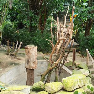 Blue-and-yellow macaw exhibit (Aug 28th, 2018)