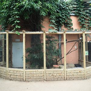 Silvery-cheeked hornbill - Masked lapwing - Southern lapwing aviary (Aug 28th, 2018)
