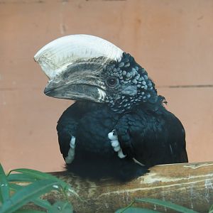 Male Silvery-cheeked hornbill (Bycanistes brevis), Aug 28th, 2018