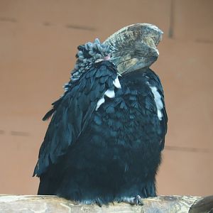 Female Silvery-cheeked hornbill (Bycanistes brevis), Aug 28th, 2018