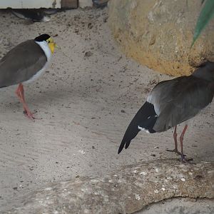 Masked lapwing (Vanellus miles miles) and Southern lapwing (Vanellus chilensis), Aug 28th, 2018