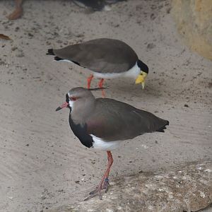 Masked lapwing (Vanellus miles miles) and Southern lapwing (Vanellus chilensis), Aug 28th, 2018