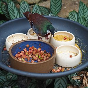 Bartlett's bleeding heart pigeon (Gallicolumba criniger) on feeding platform (Aug 28th, 2018)