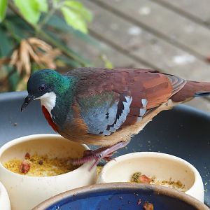 Bartlett's bleeding heart pigeon (Gallicolumba criniger), Aug 28th, 2018