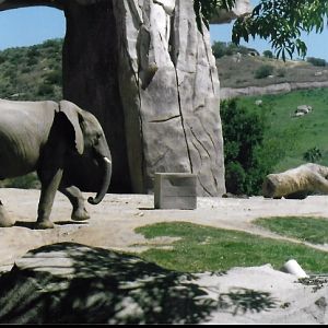 African elephant 2016