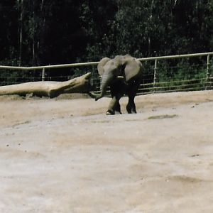 African elephant 2016