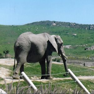 African elephant 2016