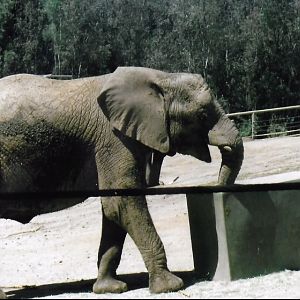 African elephant 2016