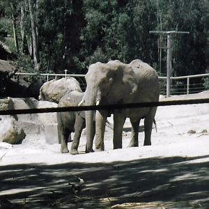 African elephant 2016