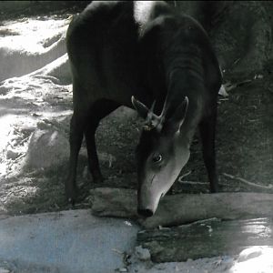 Yellow backed dukier 2016