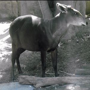 Yellow backed dukier 2016