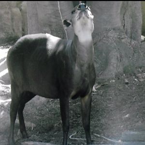 Yellow backed dukier 2016