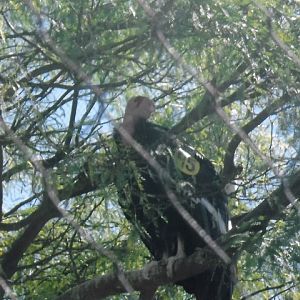 California condor 2016