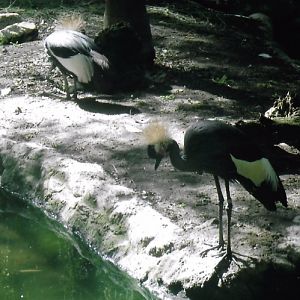 Crowned crane 2016