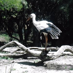 White stork 2016