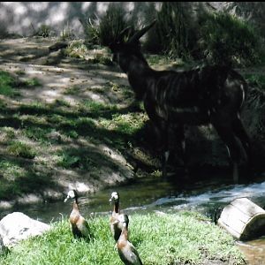 Waterfowl and water buck 2016