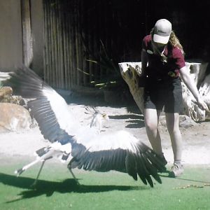 Secretary bird and handler 2016