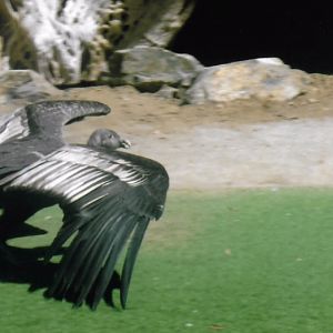 Andean condor 2016