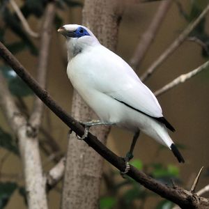Bali Starling