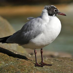 Black headed gull