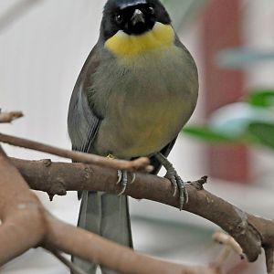 Blue crowned laughingthrush