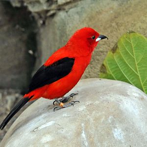 Brazillian Tanager