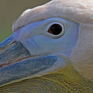 Eastern great white pelican