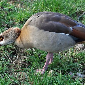 Egyptian goose