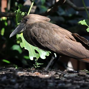 Hamerkop