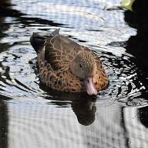 Madagascan or Bernier's teal