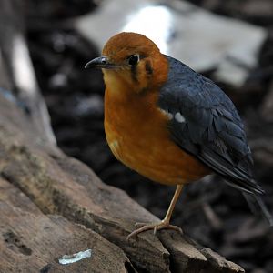 Orange headed groundthrush