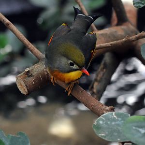 Peking Robin