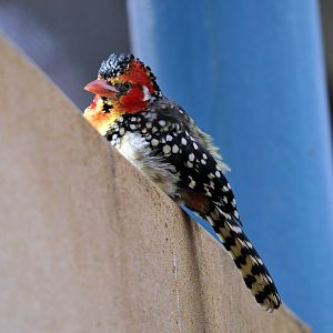 Red & yellow barbet