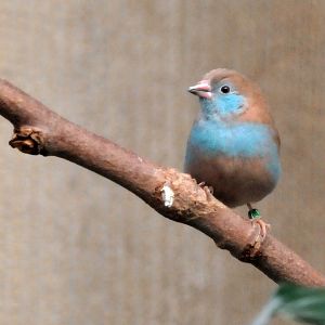 Red cheeked cordon bleu