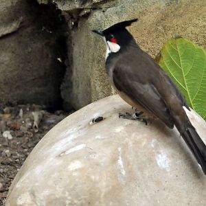 Red whiskered bulbul