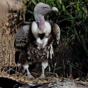 Ruppell's griffon vulture